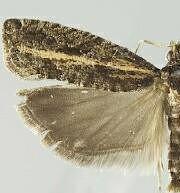 Epinotia columbia