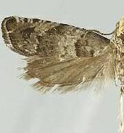 Epinotia meritana