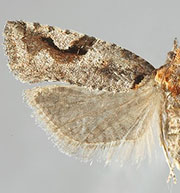 Epinotia signiferana