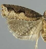 Epinotia kasloana