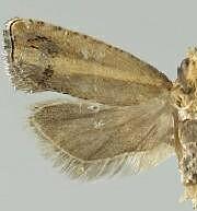 Epinotia trossulana