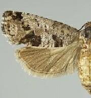 [Grapholitini � New Genus 1] saltitans