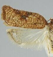 Acleris santacrucis