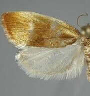 Eulia ministrana