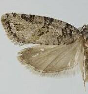 Argyrotaenia provana