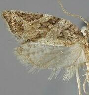 Argyrotaenia isolatissima