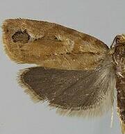 Diedra calocedrana