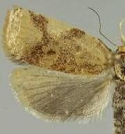 Archips argyrospila