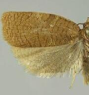 Aphelia alleniana