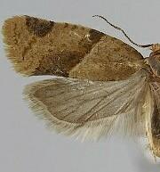 Clepsis peritana