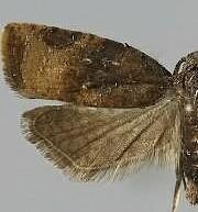 Platynota stultana