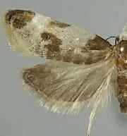 Henricus fuscodorsana