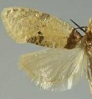 Henricus umbrabasana