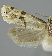 Nycthia yuccatana