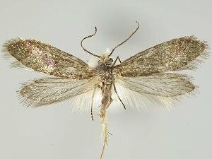 Eriocrania semipurpurella