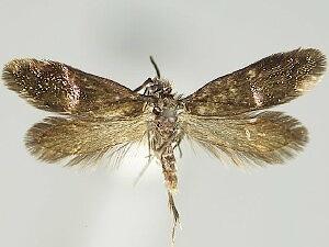 Eriocraniella aurosparsella