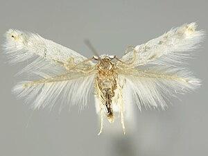 Pseudopostega albogaleriella