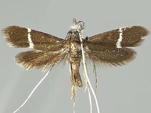 Adela singulella