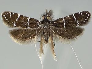 Adela septentrionella