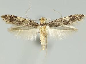 Homosetia marginimaculella