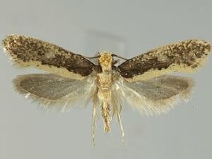 Monopis crocicapitella