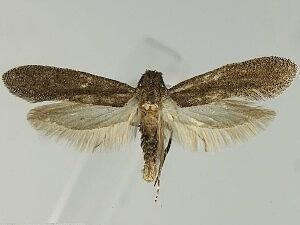 Elatobia carbonella