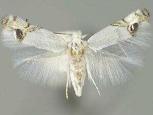 Paraleucoptera heinrichi