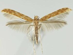 Caloptilia agrifoliella