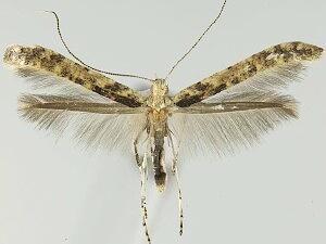 Caloptilia agrifoliella