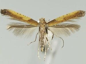 Caloptilia azaleella