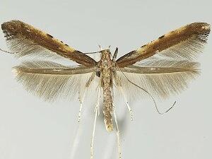 Caloptilia diversilobiella