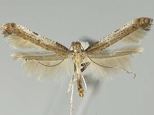 Caloptilia ovatiella