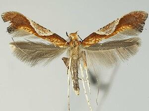 Caloptilia palustriella