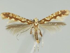 Caloptilia reticulata