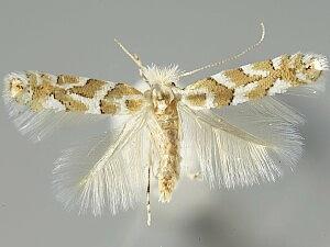 Phyllonorycter deserticola