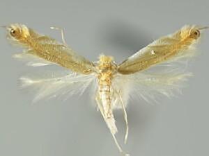 Phyllonorycter inusitatella