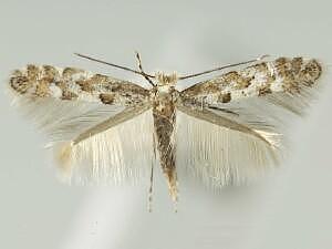 Phyllonorycter nipigon