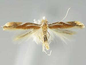 Phyllonorycter sandraella