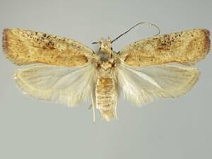 Agonopterix nervosa