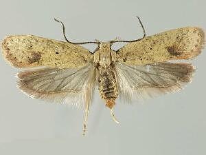 Agonopterix posticella