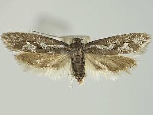 Ethmia scylla