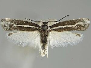 Ethmia minuta