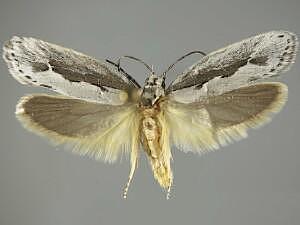 Ethmia arctostaphylella