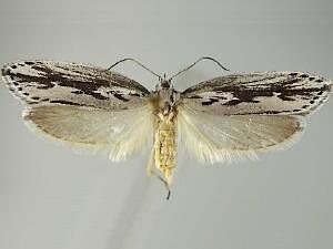 Ethmia semitenebrella