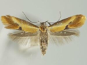 Batia lunaris