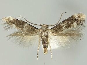 Elachista dagnirella