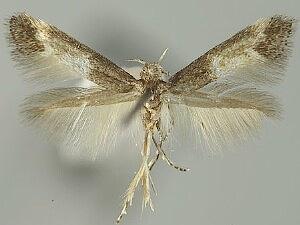 Elachista caranthirella