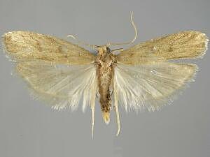 Glyphidocera septentrionella