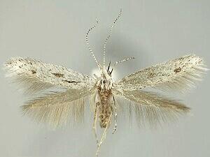 Coleophora irroratella