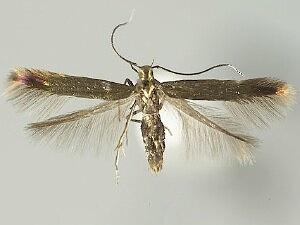 Coleophora maritella